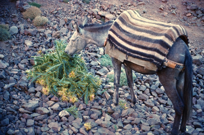 morocco high atlas mule thistles