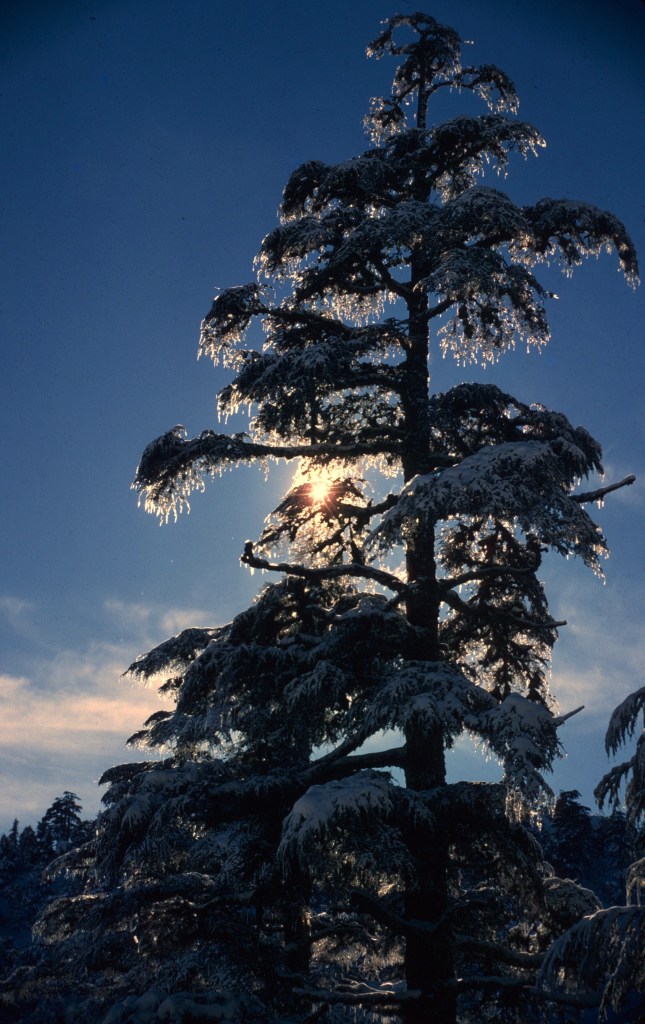 morocco michliffen cedar