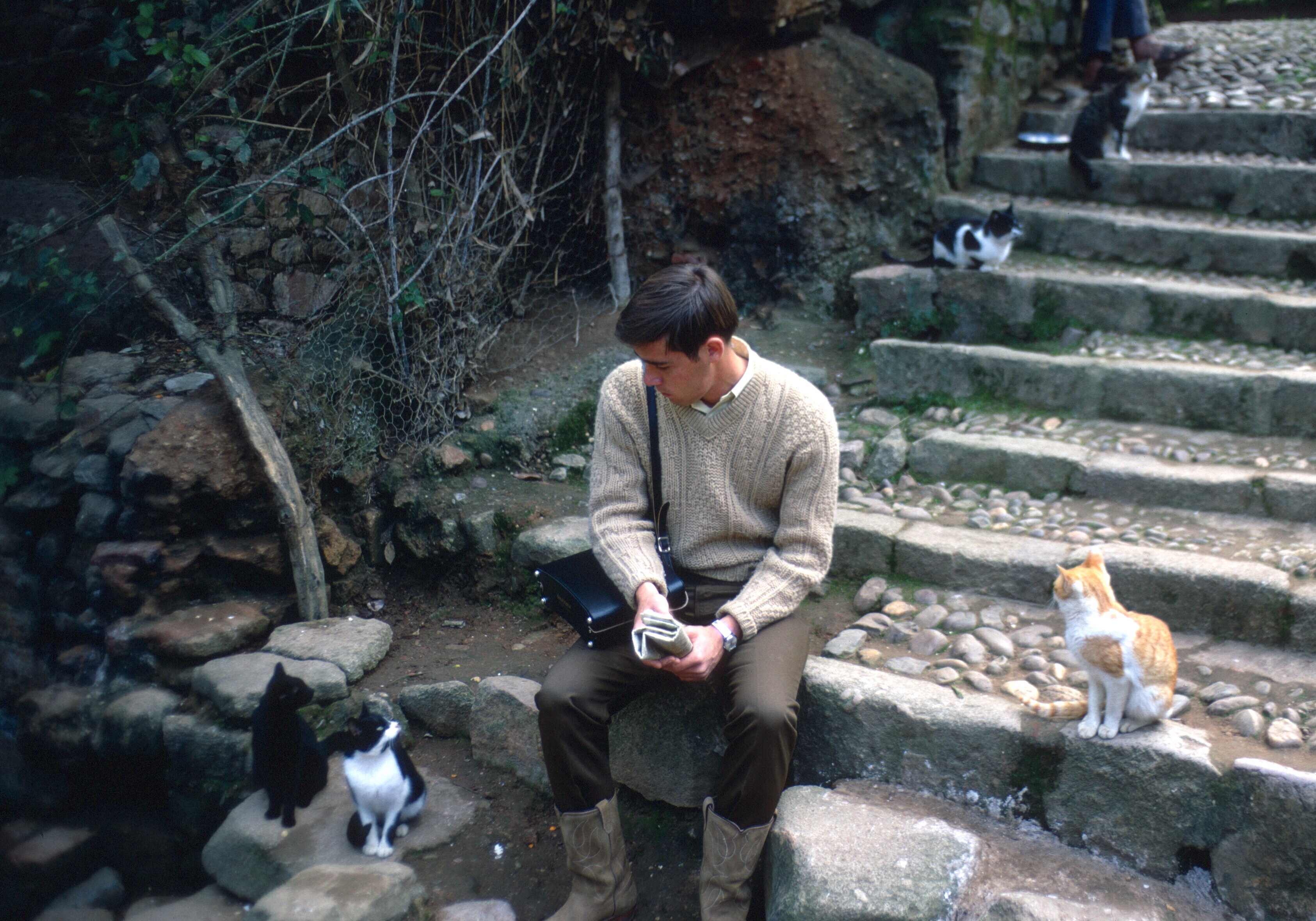 morocco rabat chellah barr cats copy