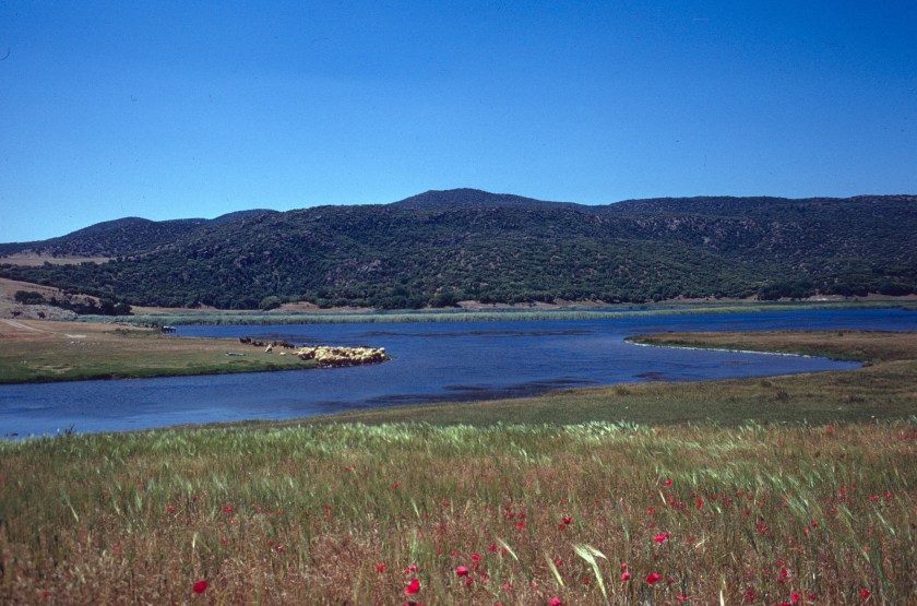 morocco sefrou m atlas daya afrougagh sheep copy