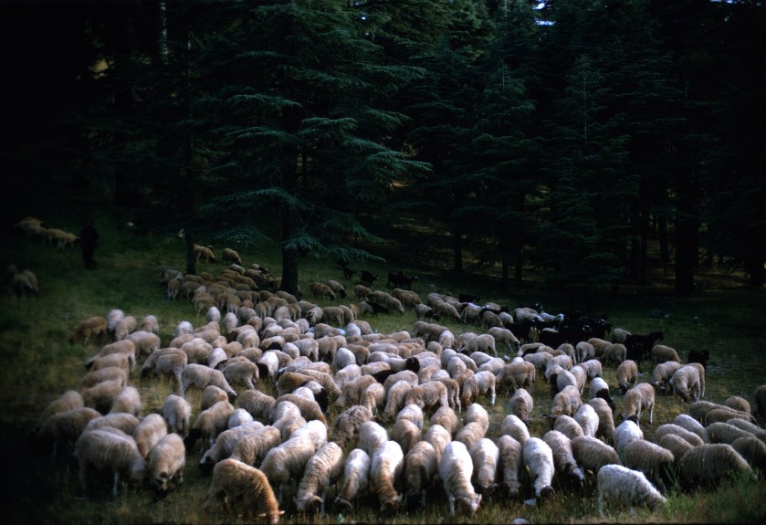 morocco middle atlas herd